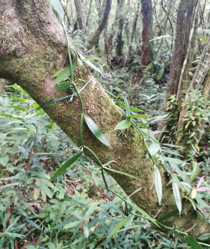 Plantation Vanilla-Bourbon景点图片