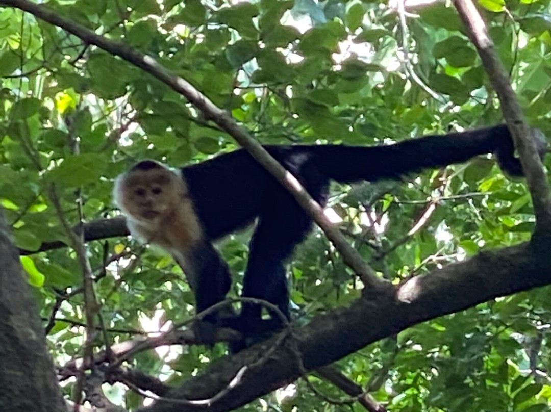 Tortuguero Adventures景点图片