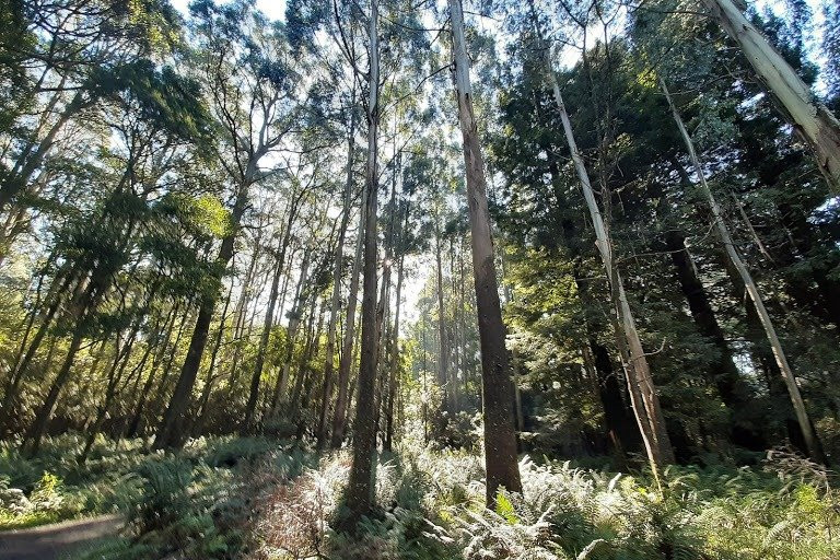 Wild Mindfulness Australia-戴尔斯福特必去景点