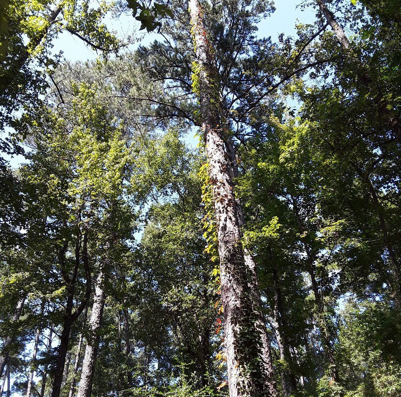 Daingerfield State Park-Daingerfield必去景点