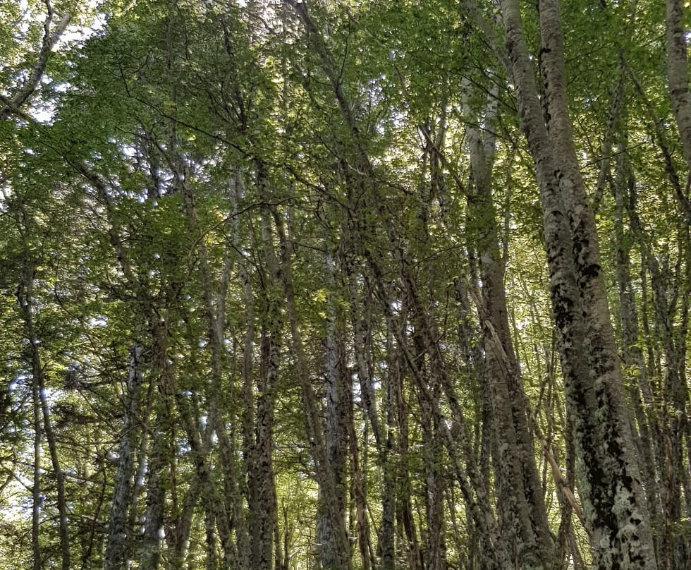 Gambarie d'Aspromonte - Day Tours-Santo Stefano in Aspromonte必去景点