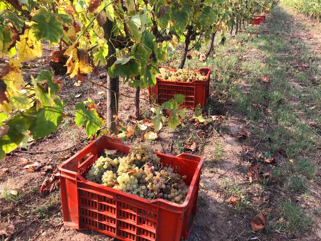 Tenuta Santa Caterina主图