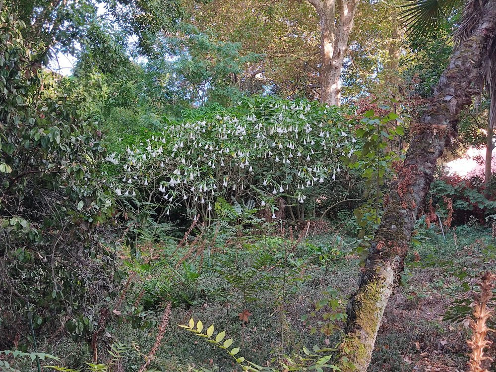 Parque Botânico do Monteiro-Mor景点图片