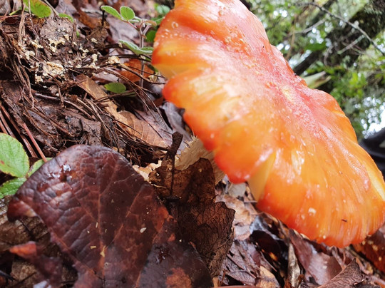 Lescas Co Tours-瓦哈卡必去景点