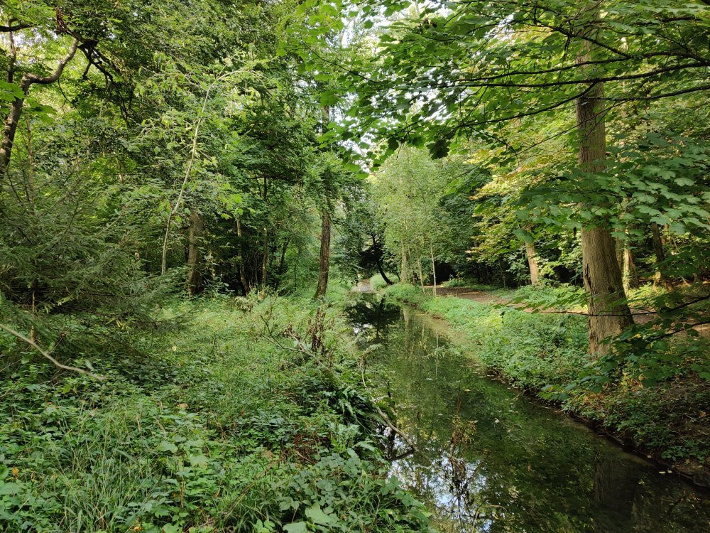 Wychwood Wild Garden景点图片