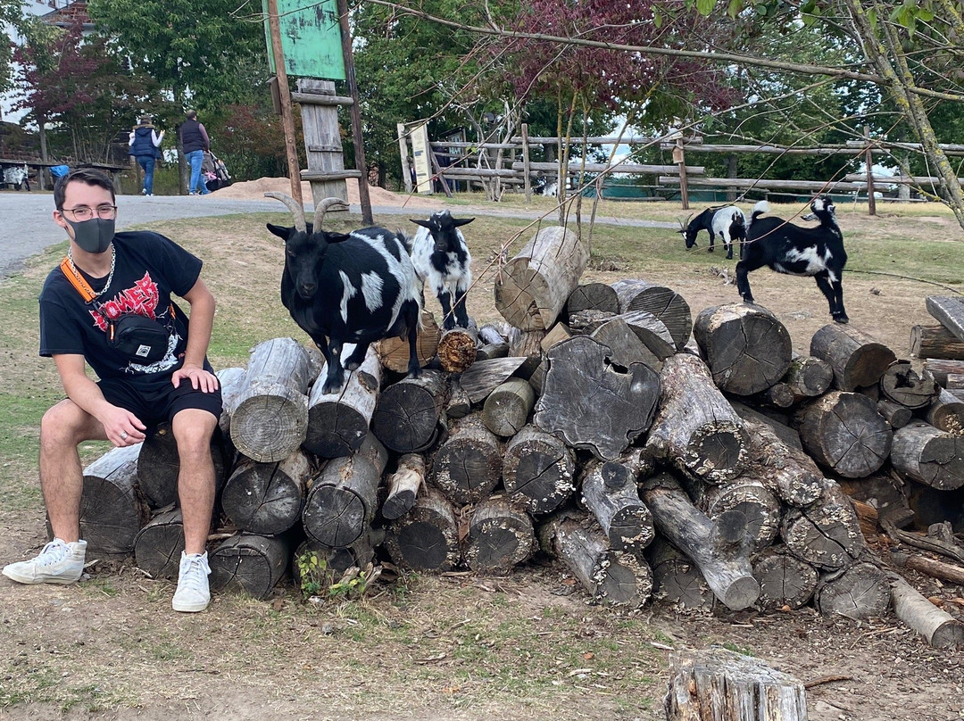 Wildpark und greifvogelzoo Potzberg景点图片