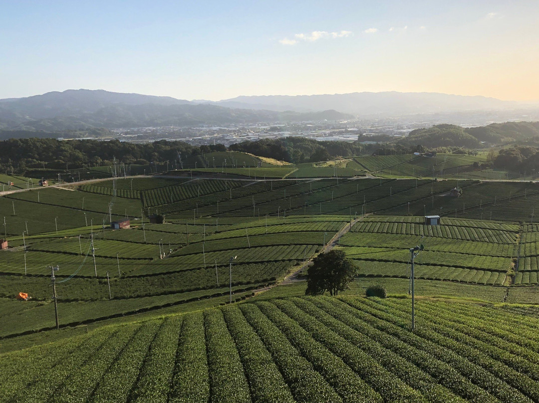 Yame Chuo Tea Garden-八女市必去景点