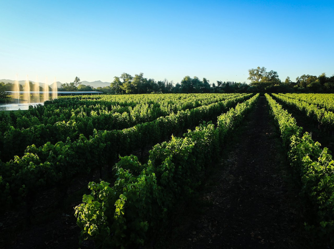 Alpha Omega Winery景点图片