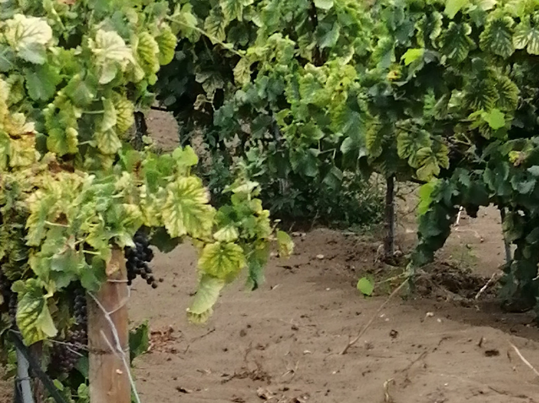 Domaine Royal de Jarras景点图片