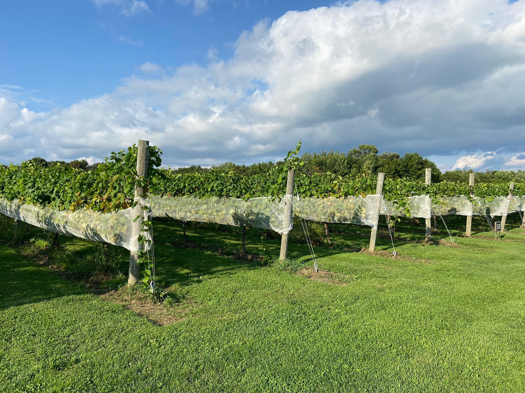 Dancing Dragonfly Winery-Saint Croix Falls必去景点