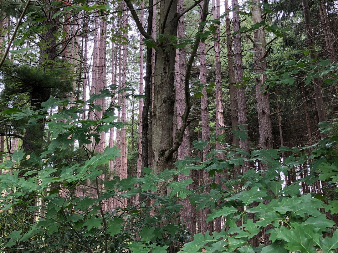 Cranesville Swamp Nature Preserve景点图片