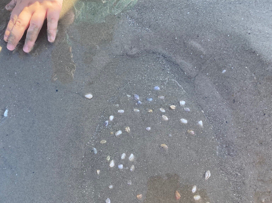 Michael J. Ellis Beach & Seawall-科珀斯克里斯蒂市必去景点