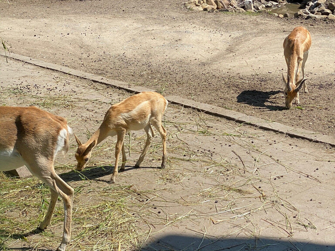 Tierpark Hamm景点图片