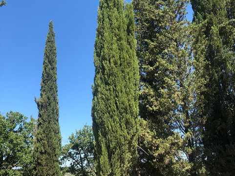 Lecchi in Chianti旅游攻略图片