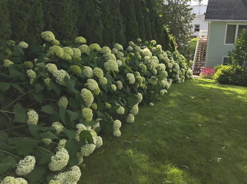 Metivier Inn Bed & Breakfast主图