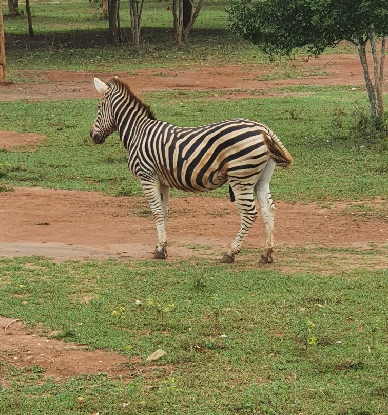 Ridiyagama Safari Park景点图片