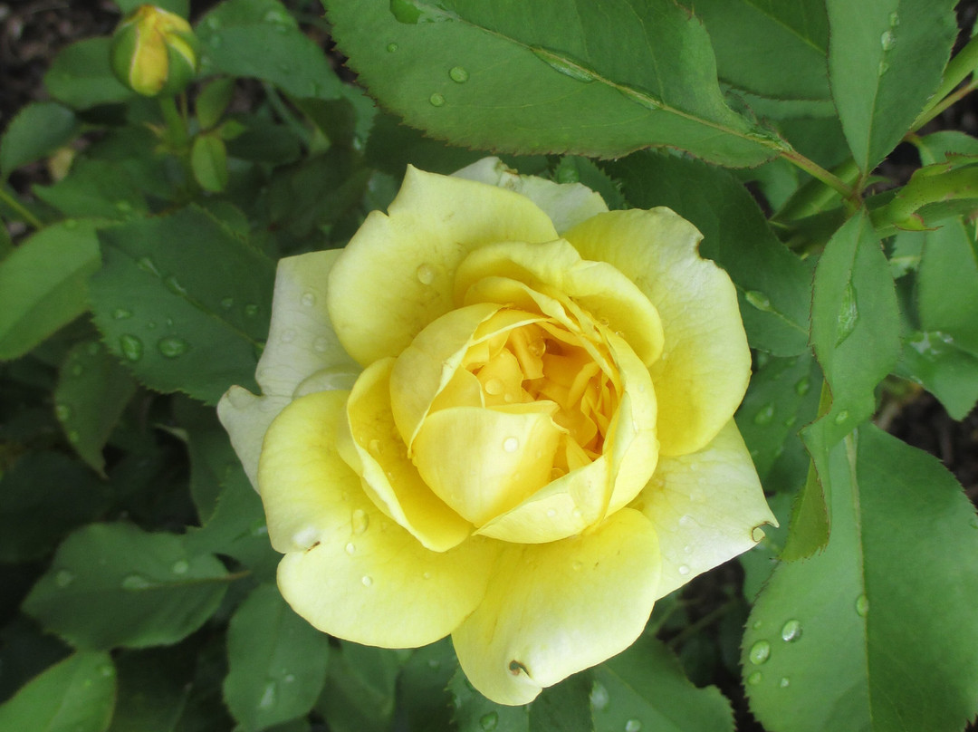 Laura Conyers Smith Rose Garden in Loose Park-堪萨斯城必去景点