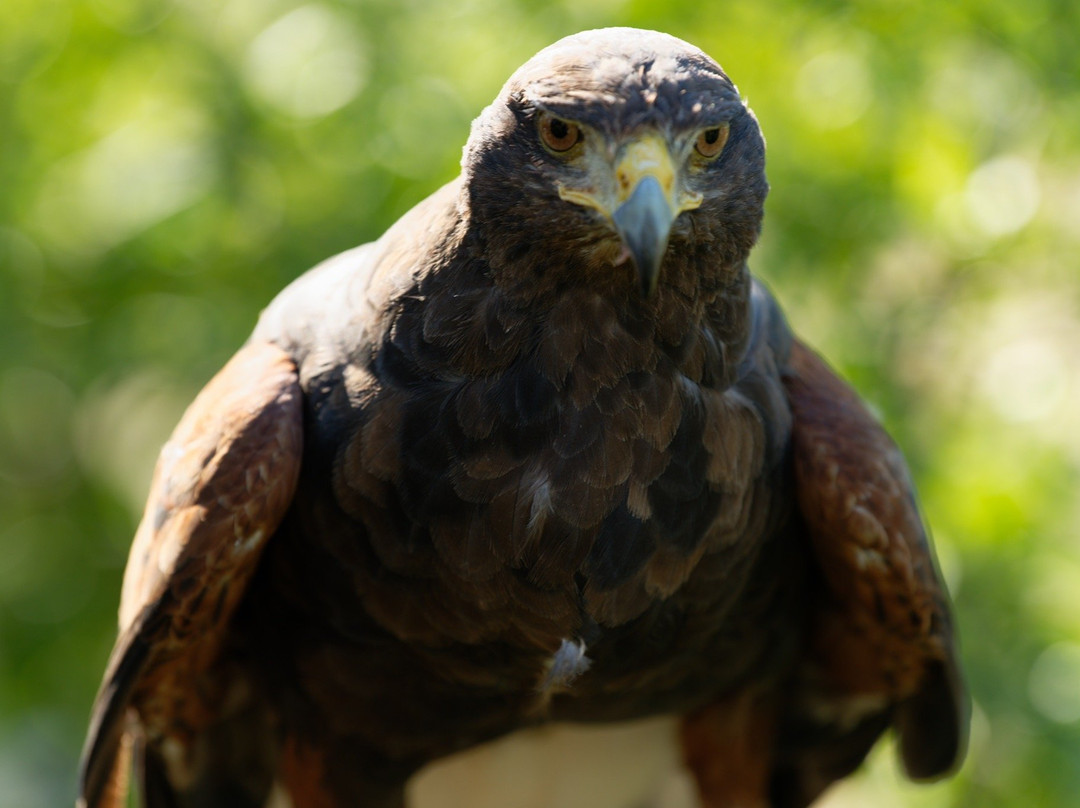 West Coast Falconry景点图片