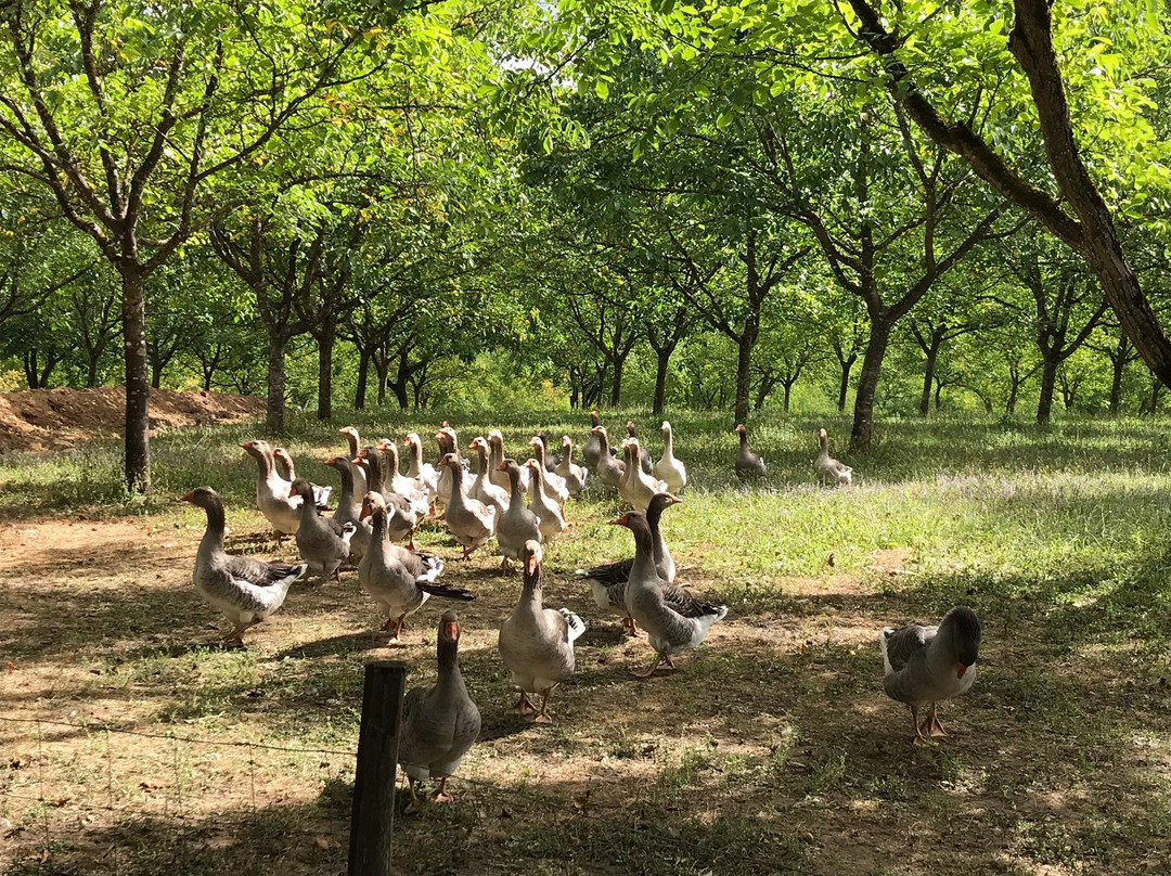 La Ferme de Turnac景点图片