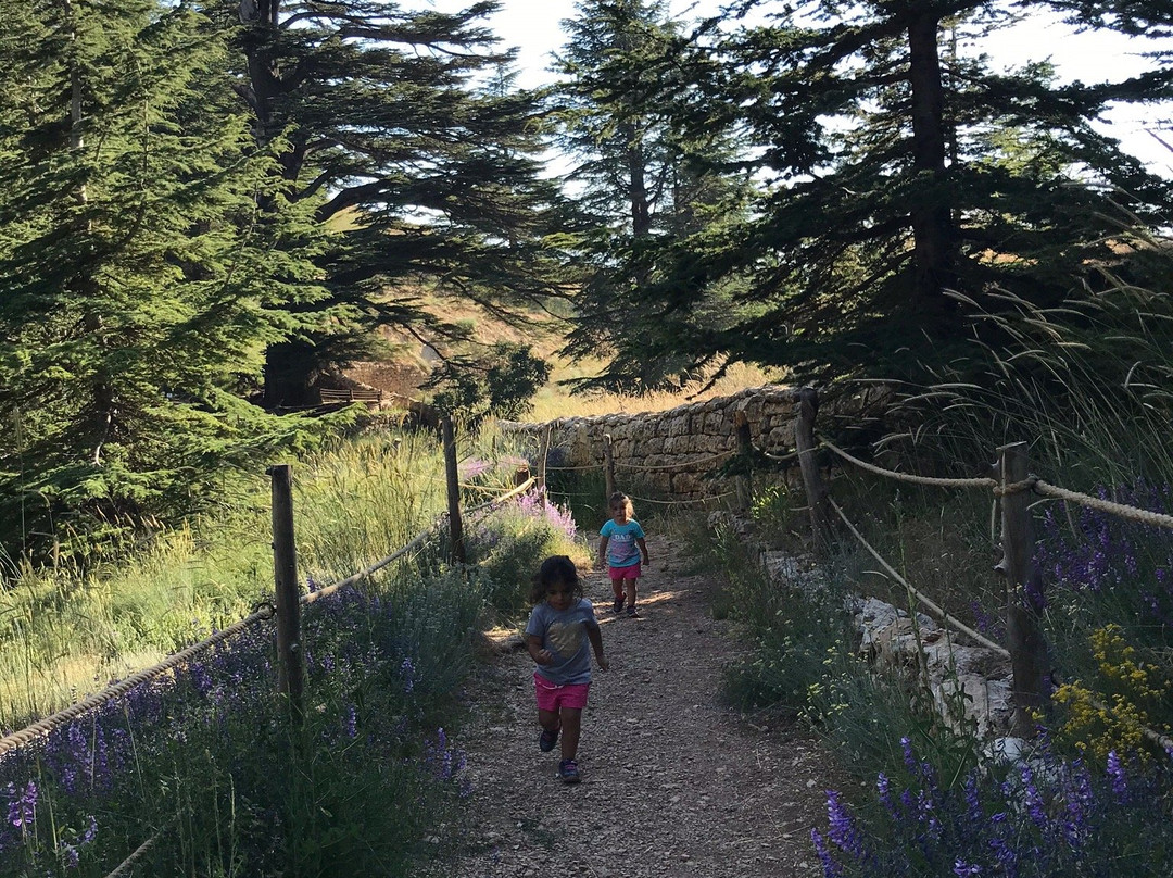 The Cedars of God-Bcharre必去景点