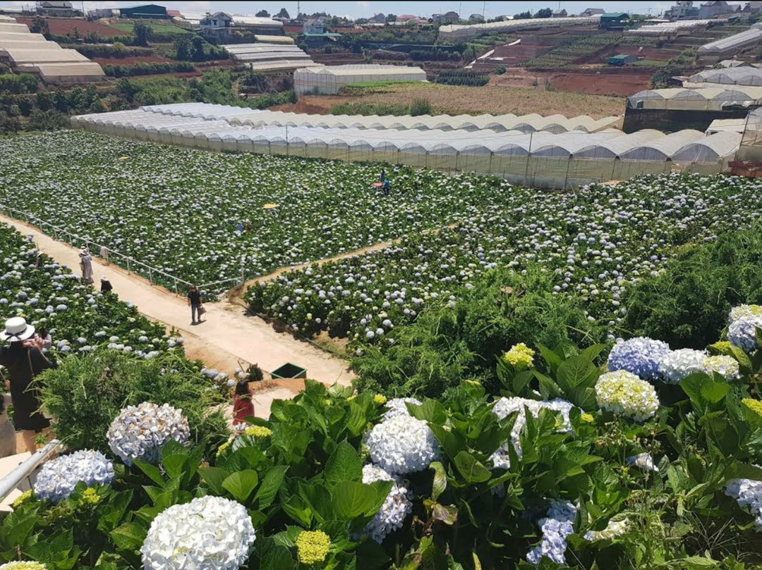 Garden Hydrangeas-大勒必去景点