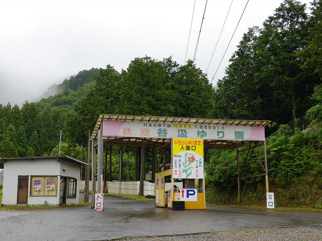 Tanigumi Lily Park-揖斐川町必去景点