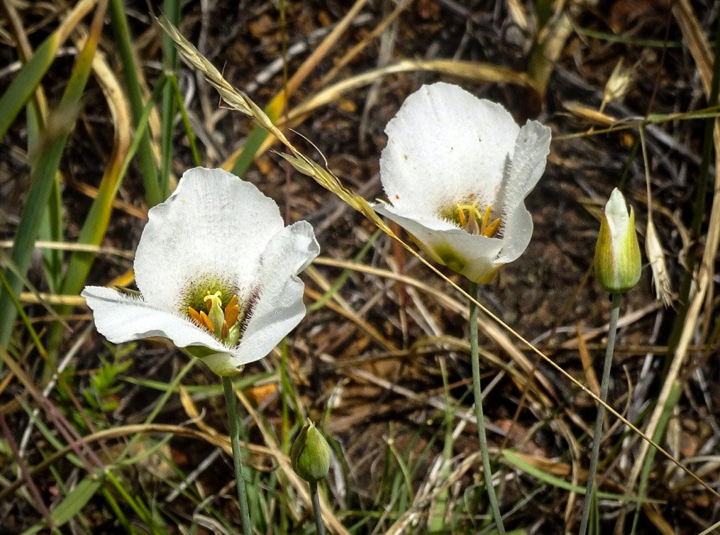 Eight Dollar Mountain Botanical Area景点图片