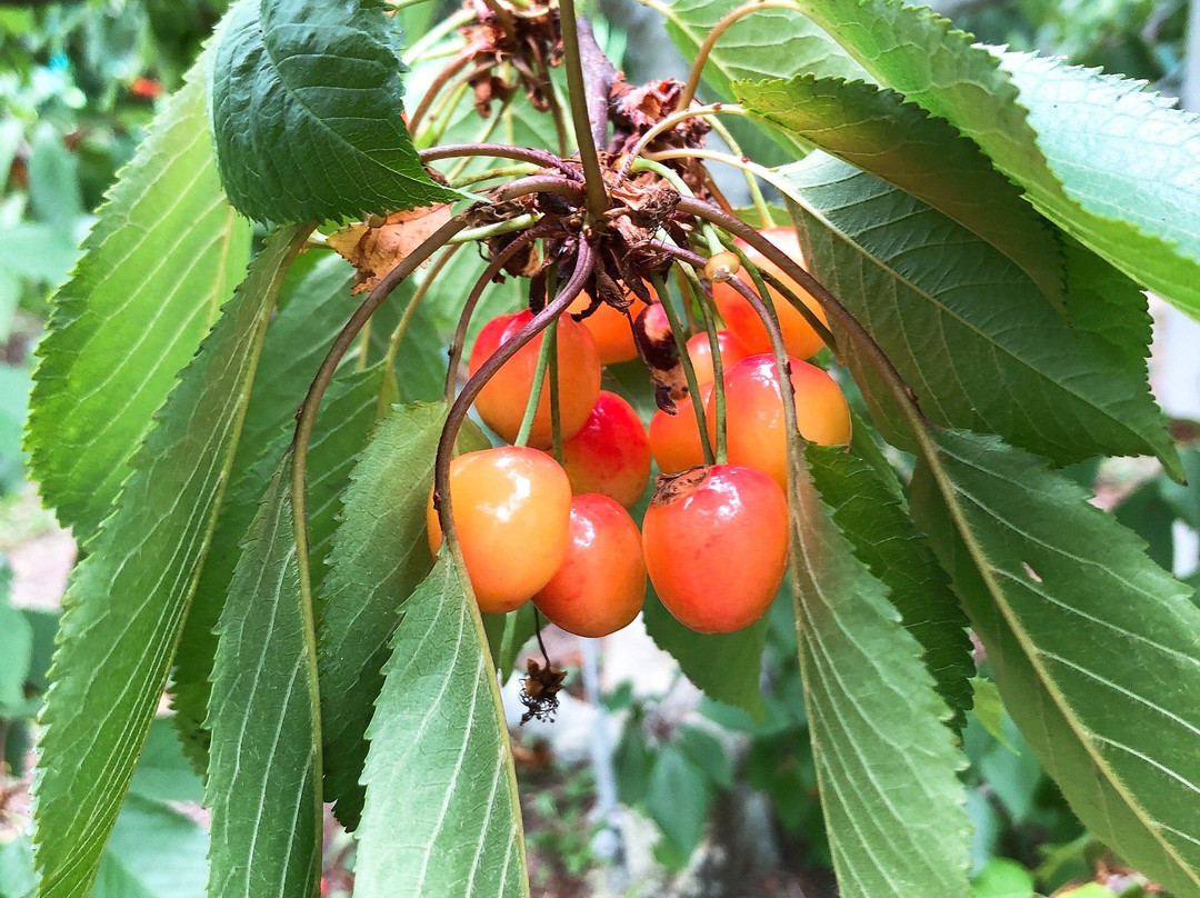 Cherry Garden Senchan-龙王町必去景点