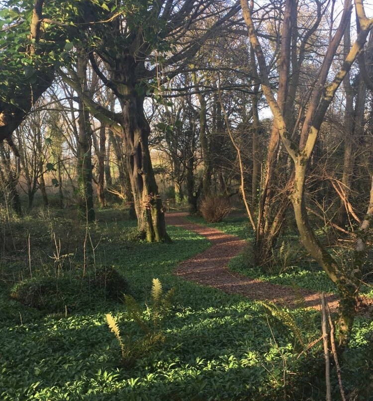 Ballyseedy Woods-特拉利必去景点