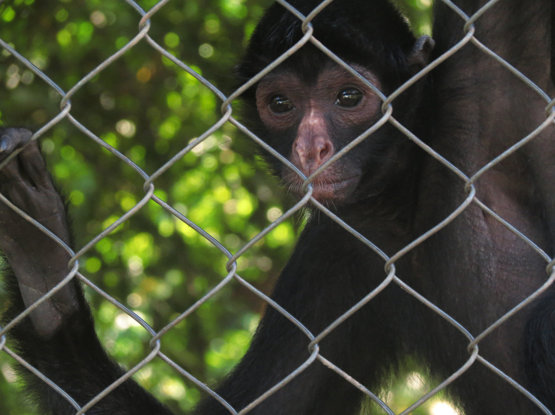 Parque Zoobotânico-Tabatinga必去景点
