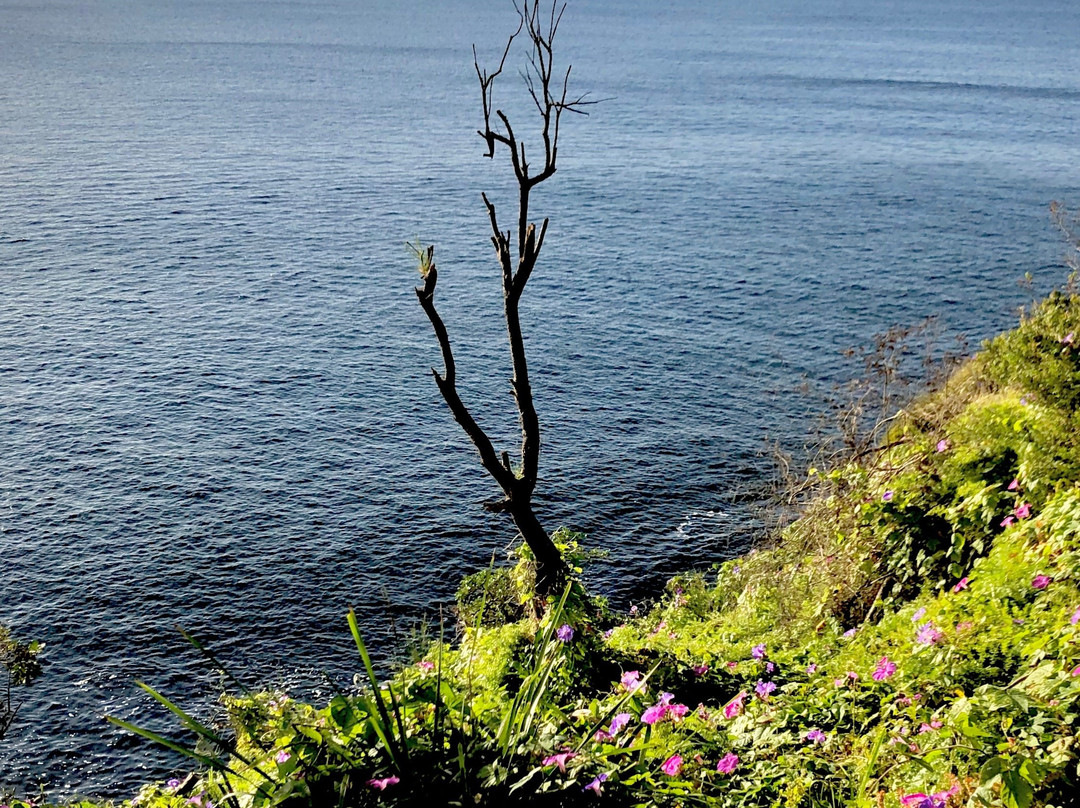 Curl Curl to Freshwater Beach Coastal Walk景点图片