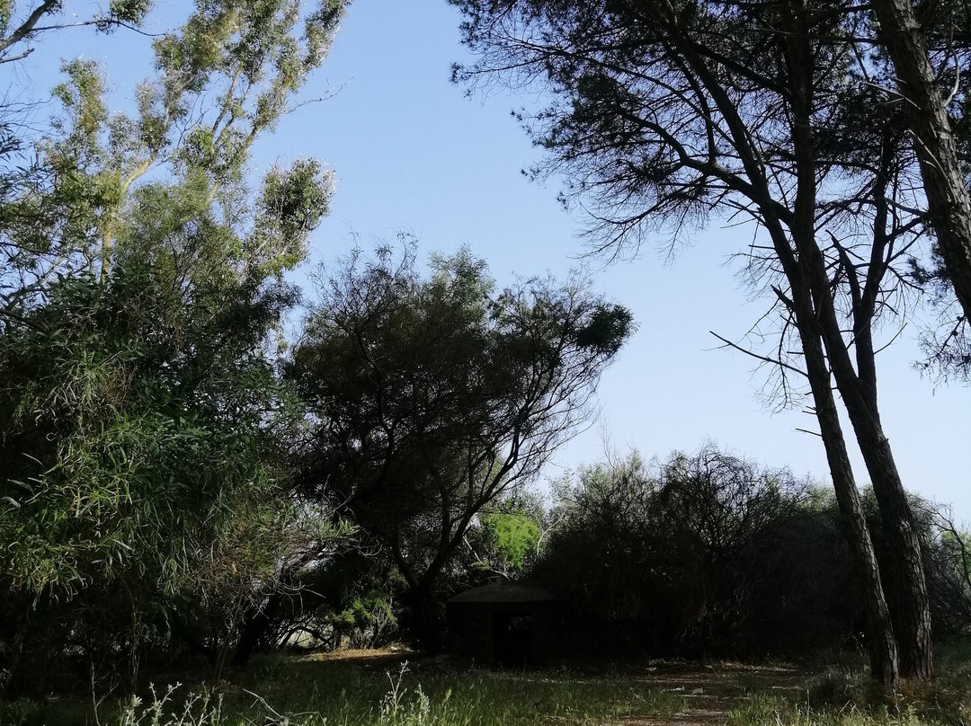 Area Naturalistica delle Dune di Giovino景点图片