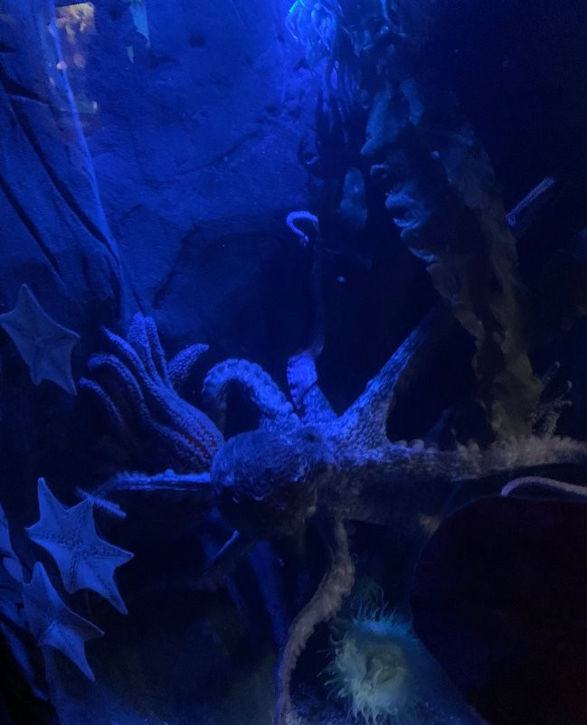 National Marine Aquarium-普利茅斯必去景点