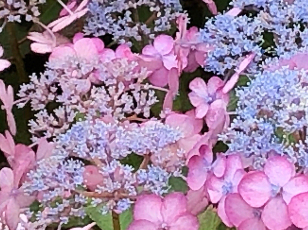 Funaokajoshi Park-柴田町必去景点