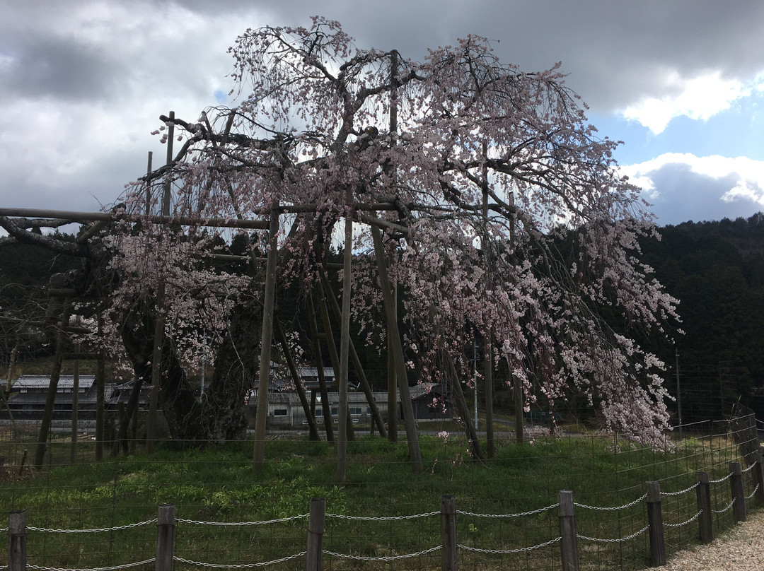 Hata Weeping Cherry Blossom-甲贺市必去景点