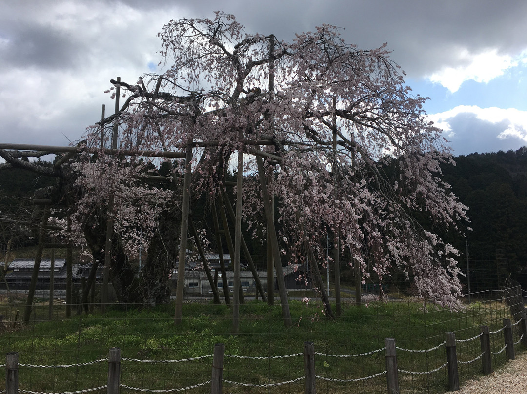 Hata Weeping Cherry Blossom景点图片