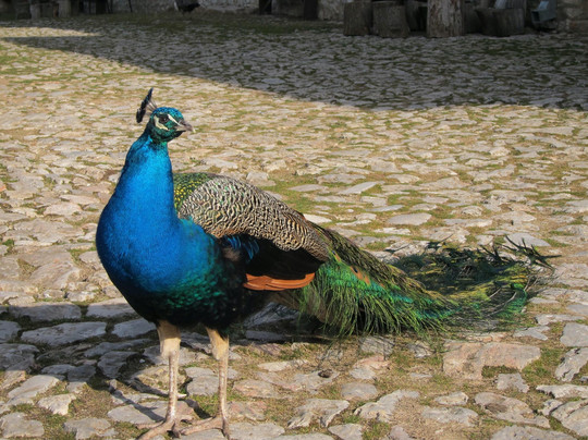 Sondor Travel-斯科普里必去景点