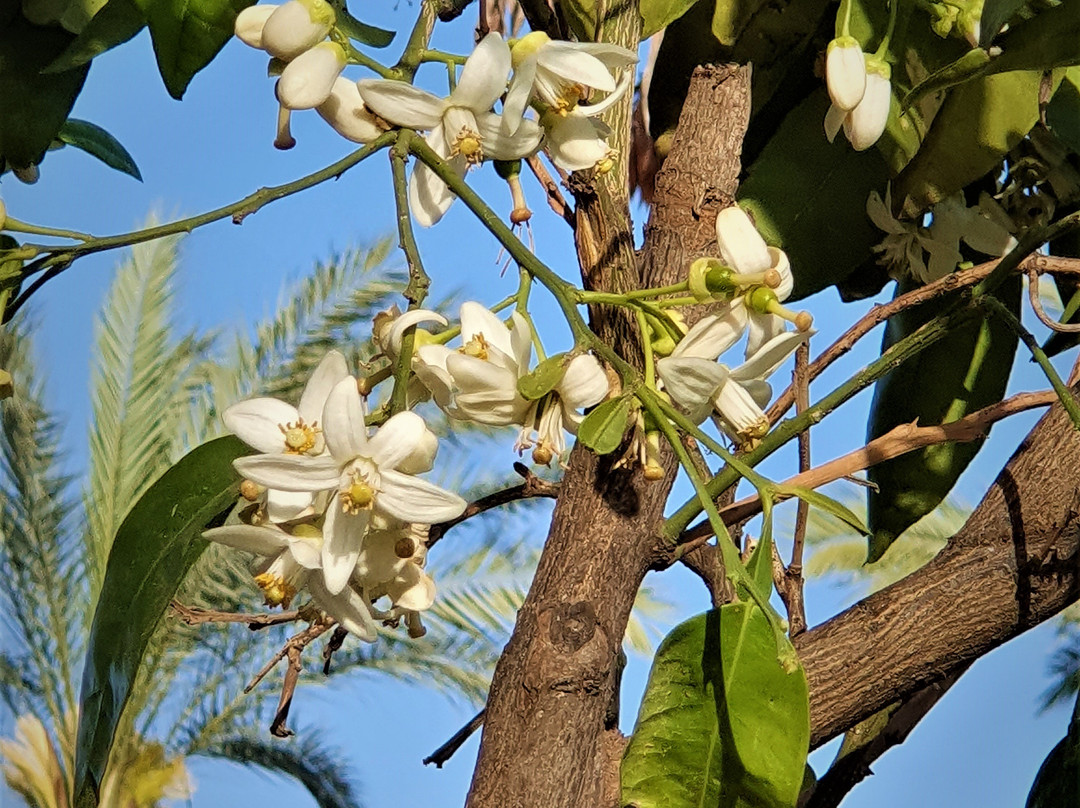 Raanana Park-Ra'anana必去景点
