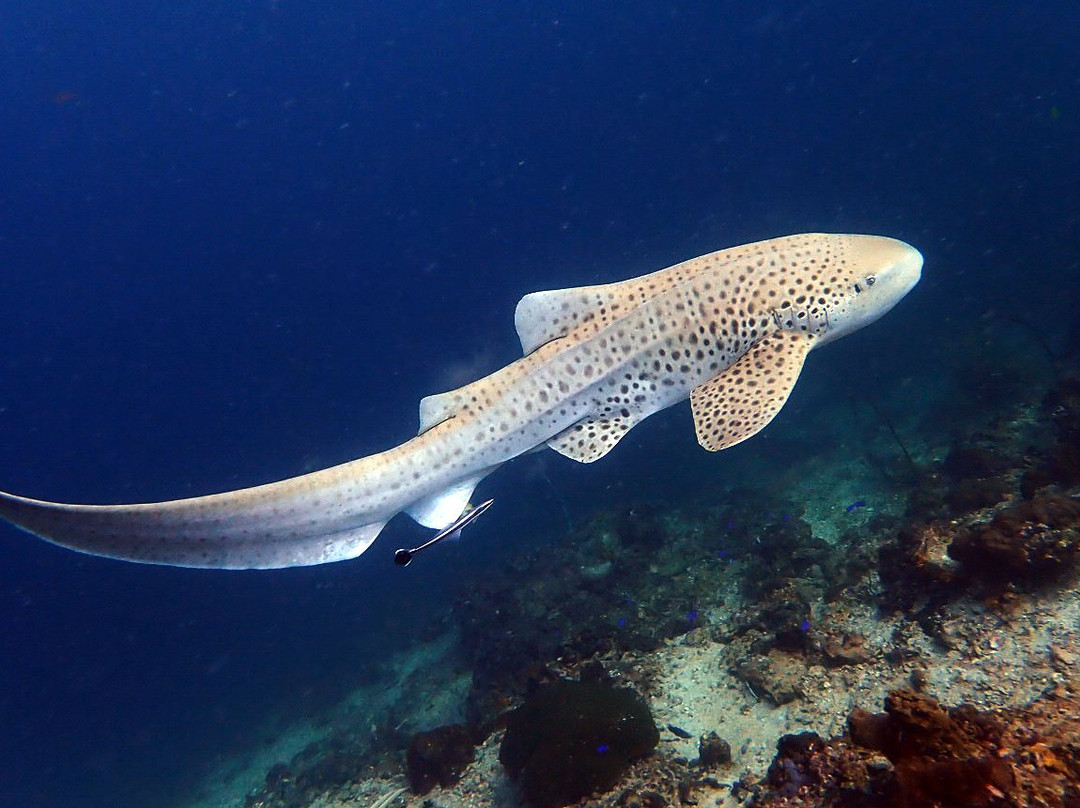 皮皮岛浮潜-大皮皮岛必去景点