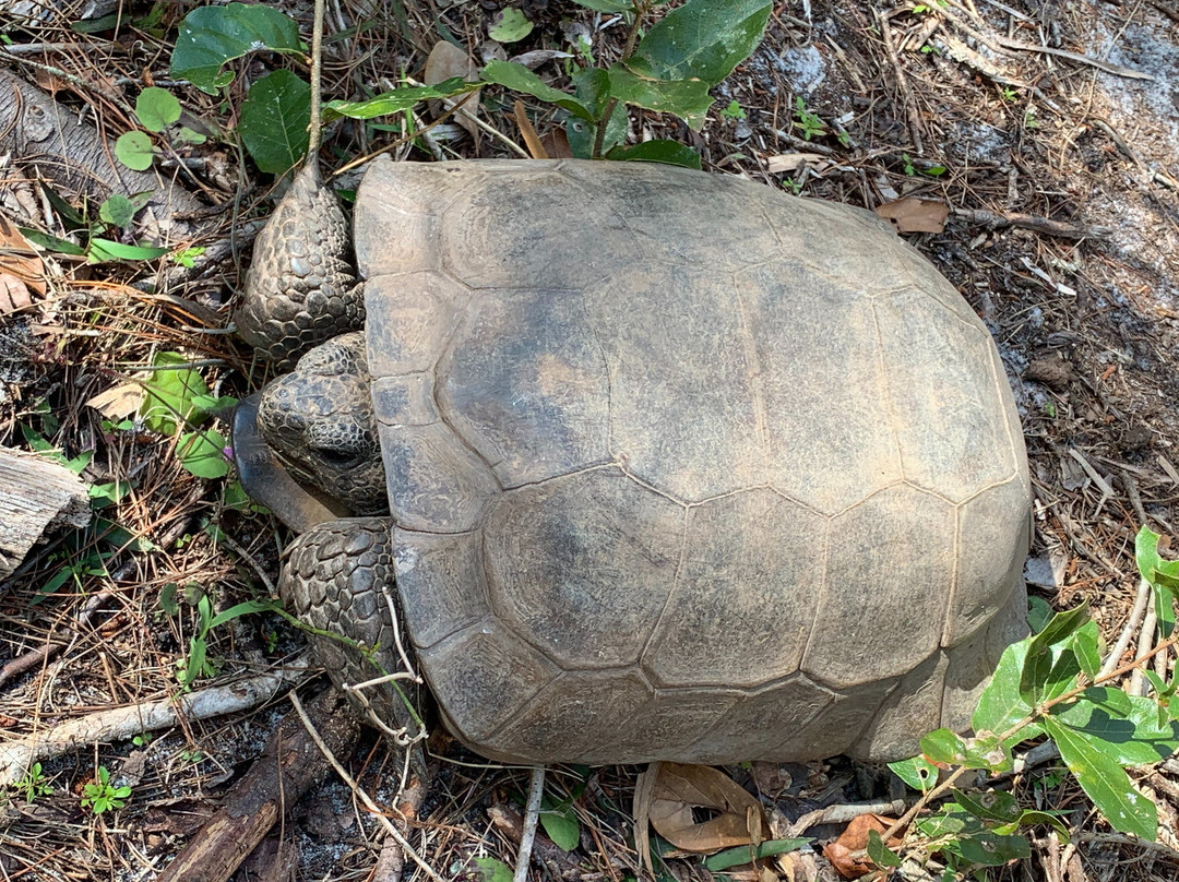 Little Manatee River State Park景点图片