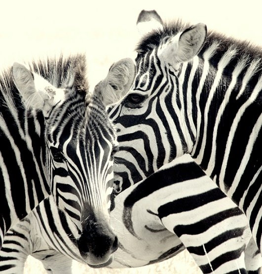 Best Camping Tours-内罗毕必去景点