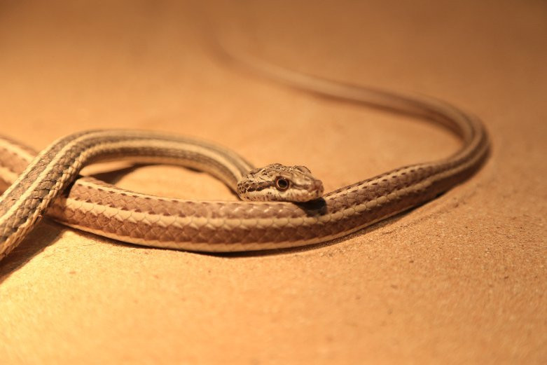 Arabian Wildlife Center-沙迦必去景点