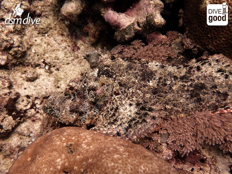 DSM Dive - Lombok-Senggigi必去景点