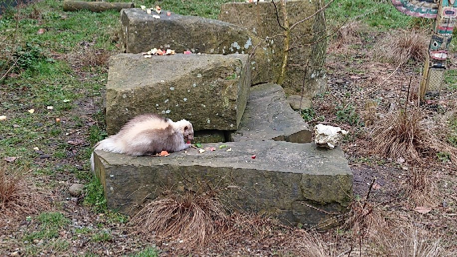 Askham Bryan Wildlife & Conservation Park景点图片