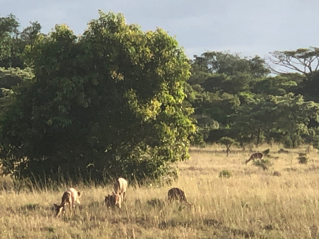 布什兰兹游戏洛奇饭店主图