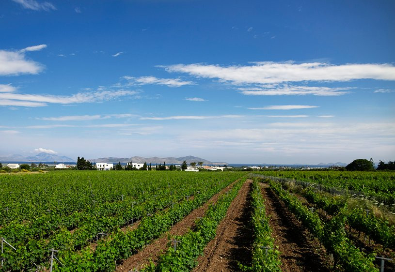 KTIMA AKRANI (Triantafyllopoulos Winery)景点图片