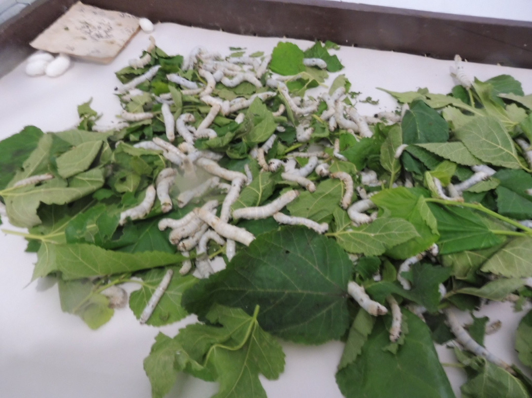 Natural Silk Factory-加勒必去景点