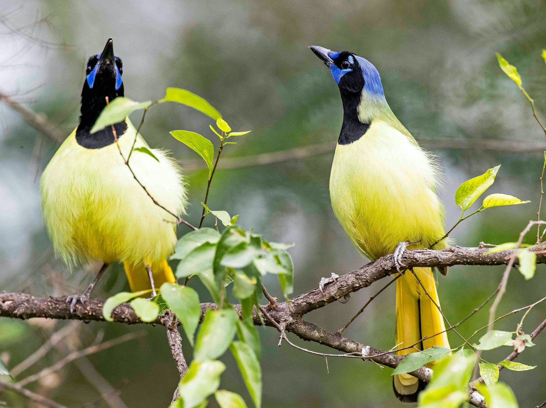 Estero Llano Grande State Park-Weslaco必去景点