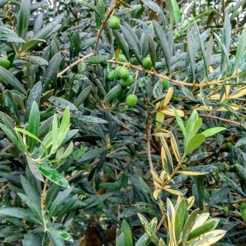 O Olival - Agroturismo-Cunha必去景点