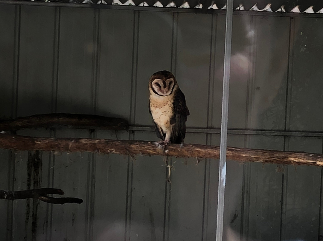 Wings Wildlife Park-Gunns Plains必去景点